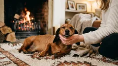 Proč mají psi rádi, když je hladíte – co při tom cítí váš mazlíček