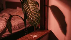 5 rostlin, které vám znečišťují vzduch, místo aby ho čistily